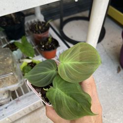 Philodendron Campo for Sale in Riviera Beach, FL - OfferUp