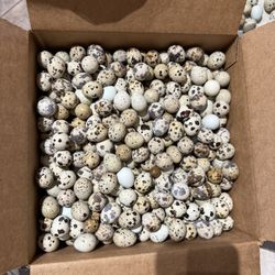 Codorniz Eggs  $ 🥚 