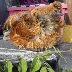 Dm For More Details Modesto Ca