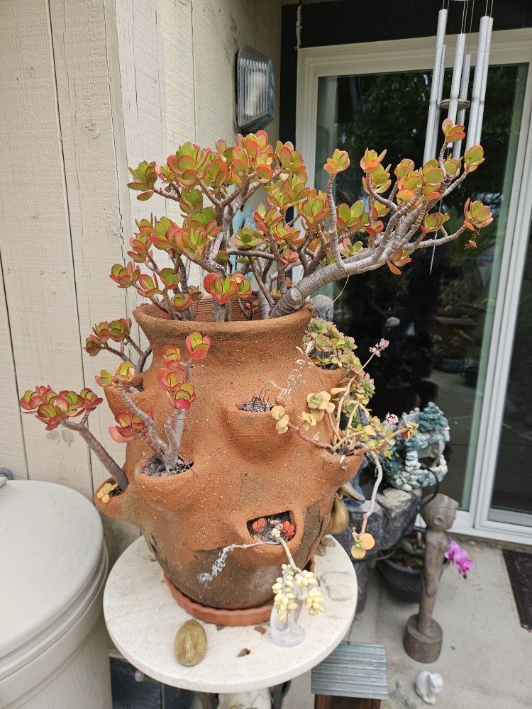 Jade Succulents Bonsai Plants In Large Terracotta Strawberry Pot