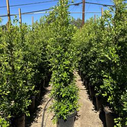 Ficus Nitida Privacy Hedge
