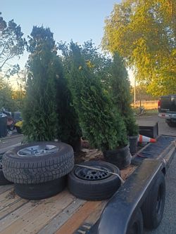 Emerald green arborvitae