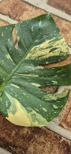 Monstera Thai Constellation Cutting