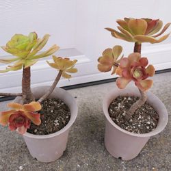 Today special❤2 pots Fabulous aeonium tree rose succulent 10 yrs old  Blushing beauty