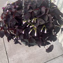 Red Oxalis 