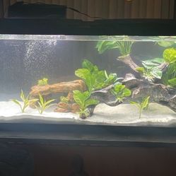 55 Gallon Tank 