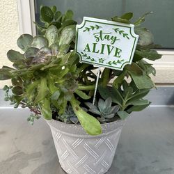 Assorted Succulent Plants