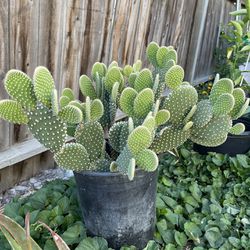 Opuntia Cactus For Sale (nopal opuntia) 
