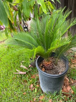 Sago palm