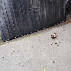 Back Carpet For Honda  Fit  209 Up l213