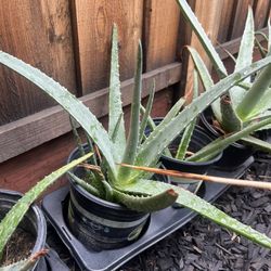 Aloe Vera In Black Pot 