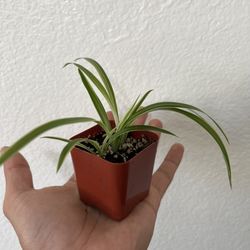 Spider Plant 🕷️ 