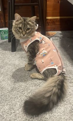 Kitten Jammie’s For After Surgery