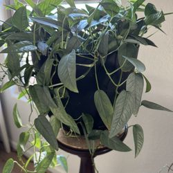 Cebu Blue Pothos - AVAILABLE in Goodyear