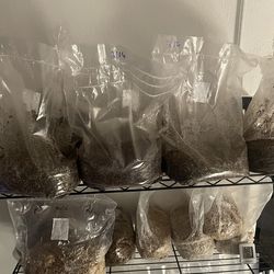Ready to fruit mushroom grow bags