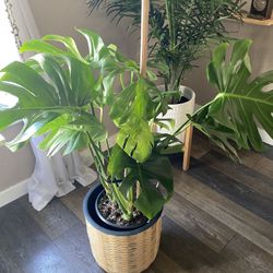 Huge Monstera Plant 🌱 