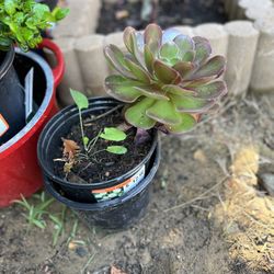 One Large Flower Succulent 
