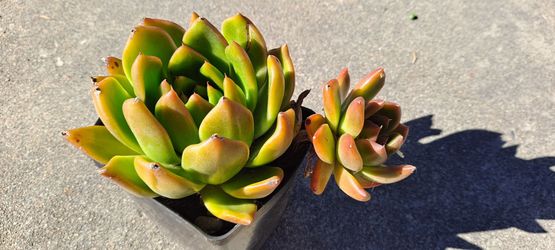 Beautiful succulent plants