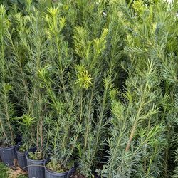 Huge Podocarpus about 4  feet tall instant privacy hedge for fence