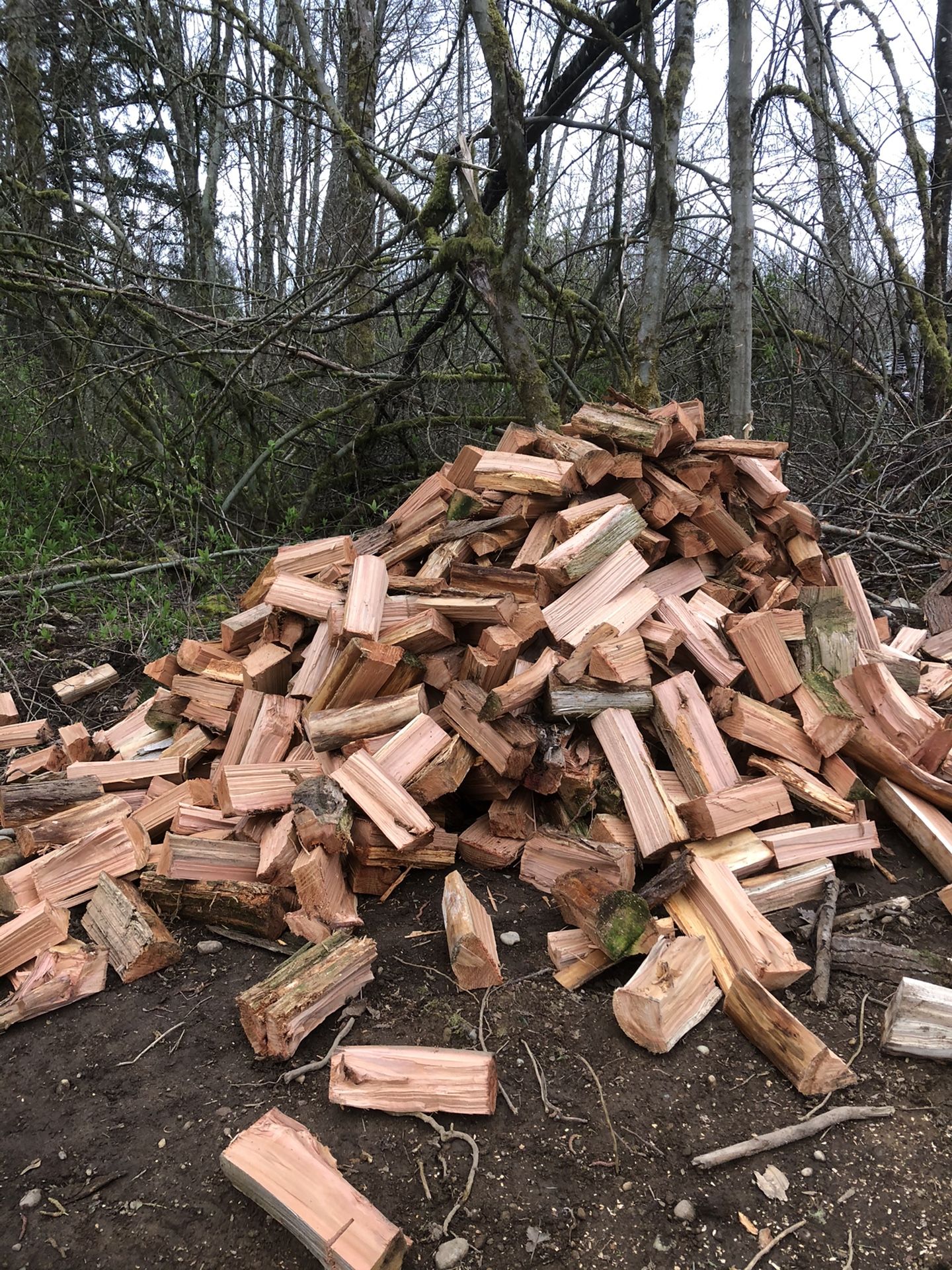 Cedar firewood