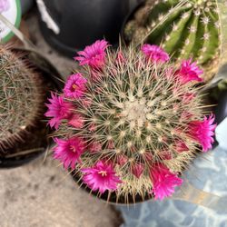 Cactus