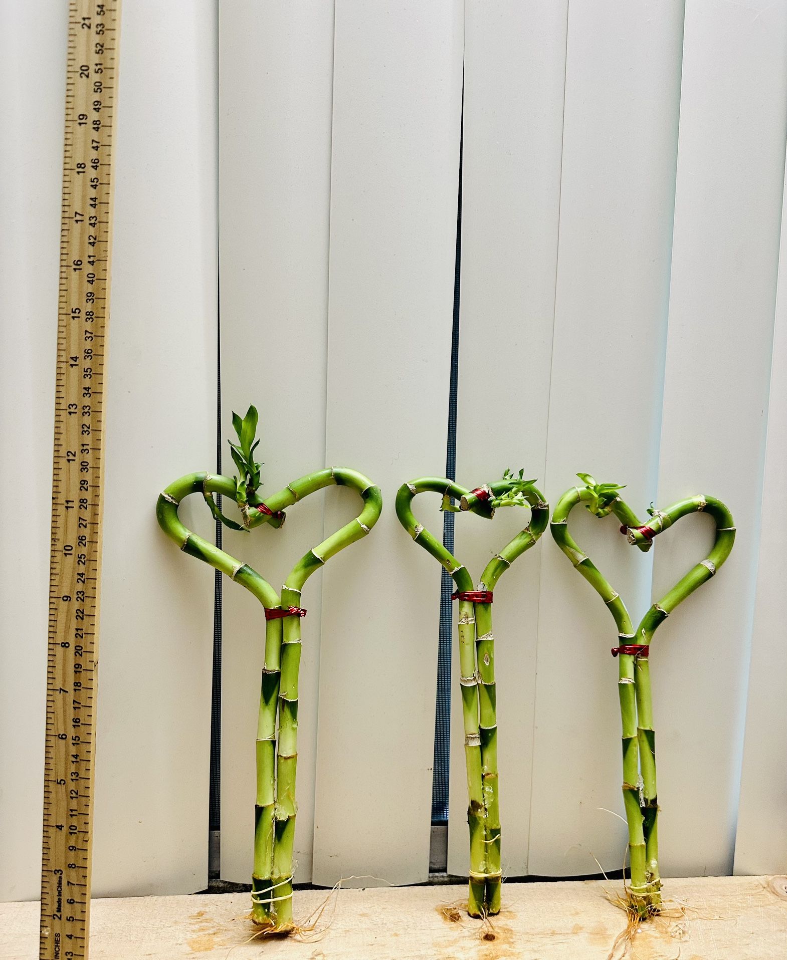 SHIPPING AVAILABLE Small Heart Shaped Lucky Bamboo Real Live Indoor Plant $8/each