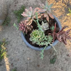 Succulents 