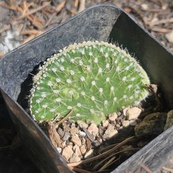 Opuntia Parryi Serpentina Crisata Crested Snake Cactus