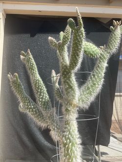 Huge cacti