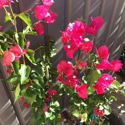 Bougainvillea
