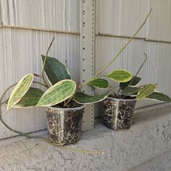 Hoya Macrophylla Plants 