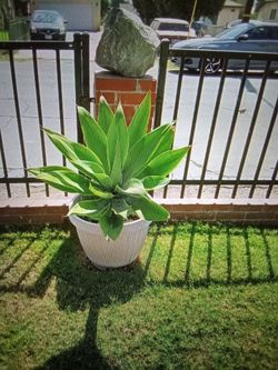 Agave Plant in White Pot has some smaller ones around it need new pot