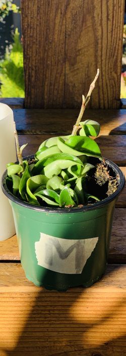 Live indoor Hoya Hindu Rope plant in a plastic planter pot—firm price
