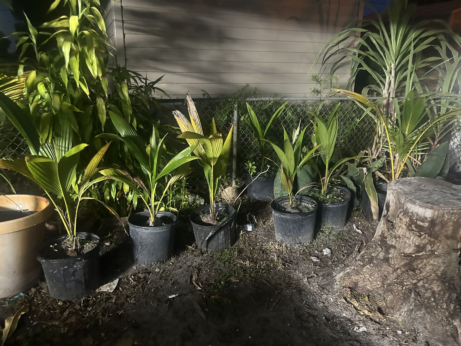 Coconut Tress 7 Gal 3 Ft Tall
