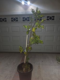 Trees - Avocado, Guava, Rosemary, Chile Chiltepin, Plants