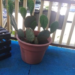 Large Prickly Pear Cactus