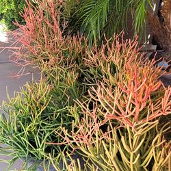 Pencil cactus $25 to $40