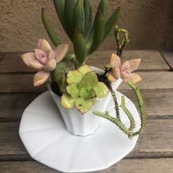 Succulent Arrangement In Espresso Cup And Saucer For Mother’s Day 
