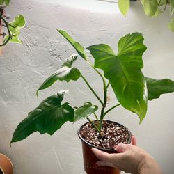 Philodendron Golden Dragon Plant In 6” Pot