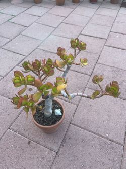 Beautiful Jade Plant Succulent Flower Tree In Pot Home Patio Yard Garden 
