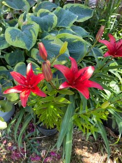Asiatic Lilies -red