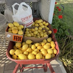 Meyer, Lemons Tangelo’s And Pomelo’s For Sale