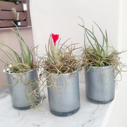 Valentine Gift Decor LOVE RED Flowering Thilandsia Real Air plant silver votive canwetdle holder vase 3 pc GIFT SET Wet