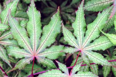 ‘Amber Ghost’ Japanese Maple Trees —