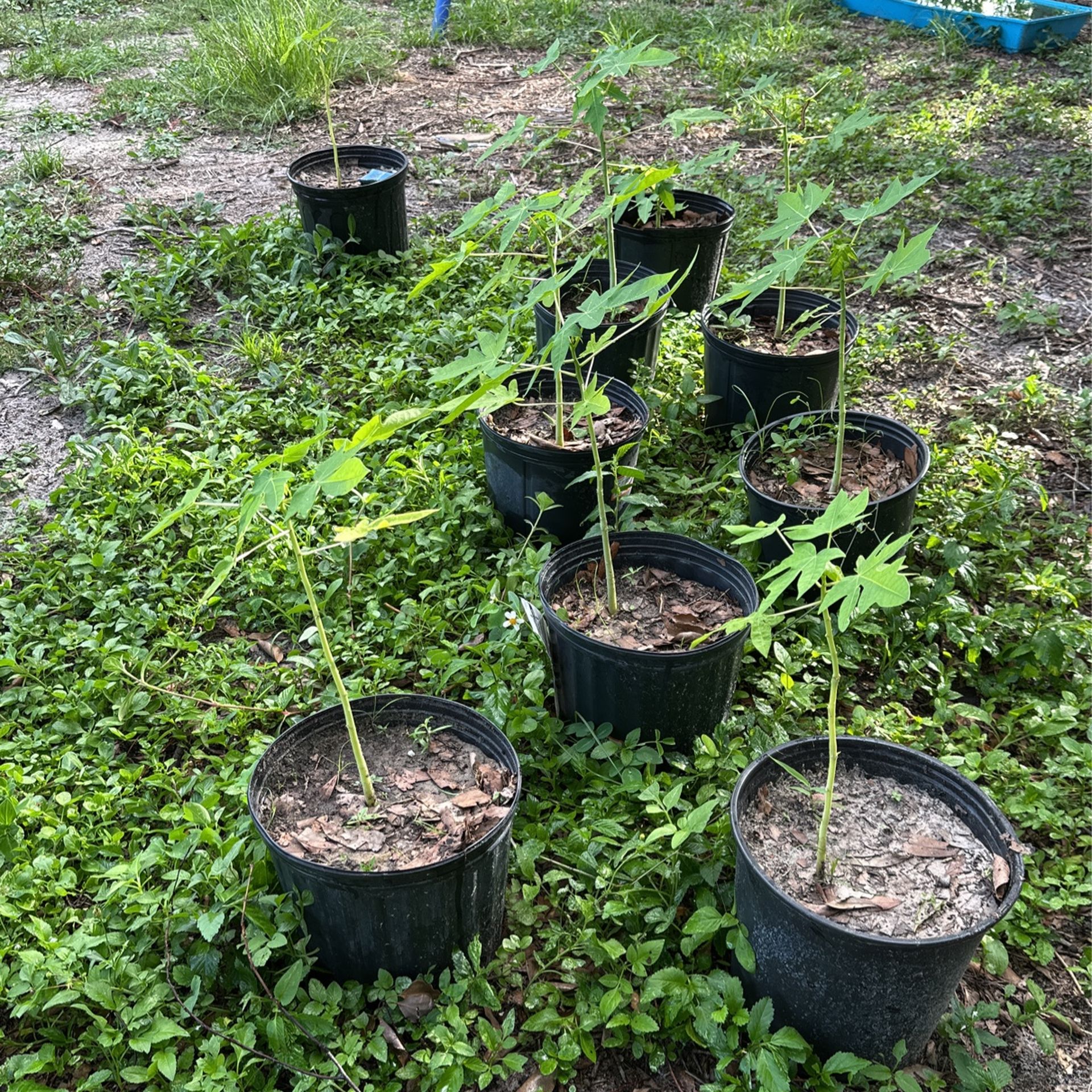 Papaya Trees for Sale in Dover, FL OfferUp
