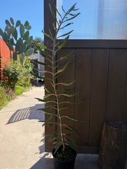 2 foot tall mother of millions succulent