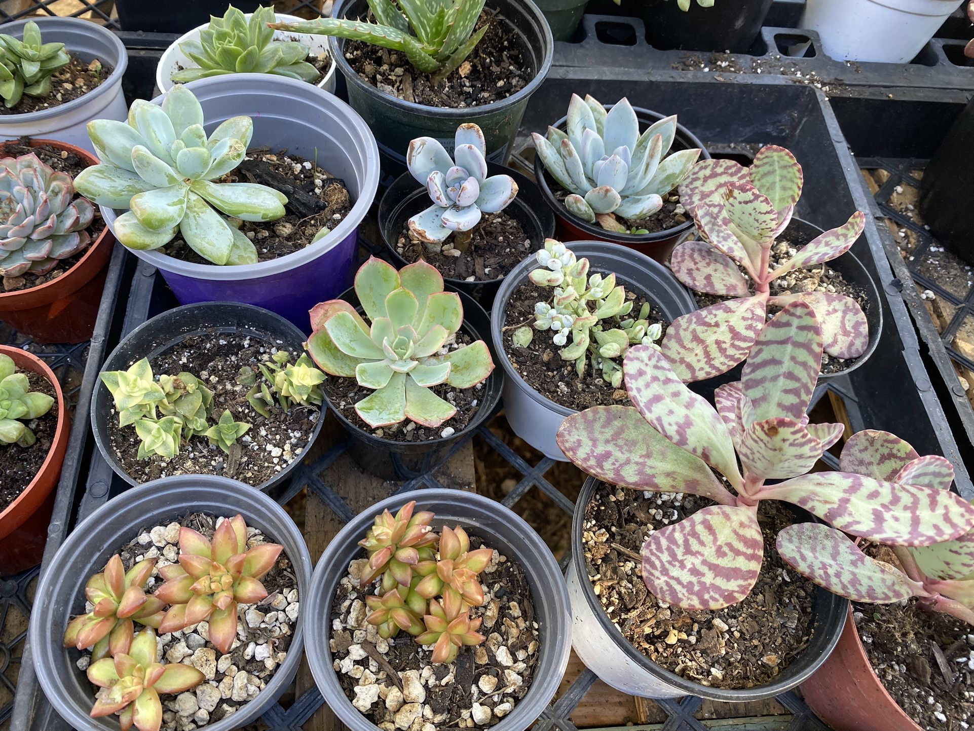 Succulents $3 Each