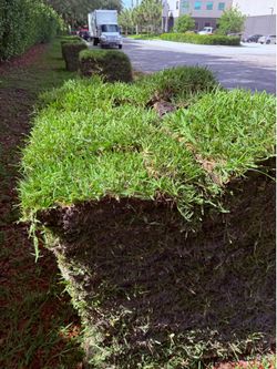St. Augustine Sod