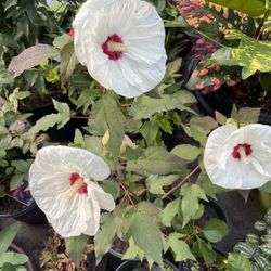 Hibiscos  Bellos y Tulipanes Gardenias Chiles Ruda Romero Al acá Menta Duraznos Diferentes  Presios To