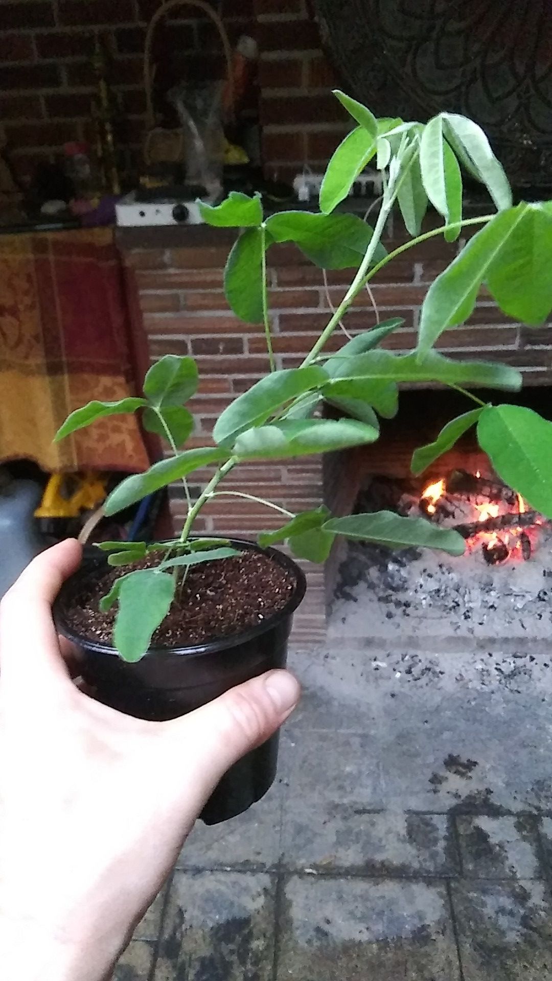 Golden Chain trees. for Sale in Seattle, WA OfferUp